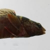 Red river pupfish conservation status - last post by Robert Lamb