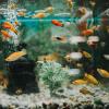 Madtom in a 10 gallon aquarium? - last post by julesnikolaus
