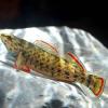 Northern or Southern Studfish? - last post by littlen