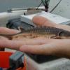 Native Brackish/Fresh water flatfish - last post by Moontanman