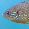 How might one spawn/raise catalina gobies? - last post by Cu455