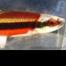 Name that Etheostoma... - last post by Dustin