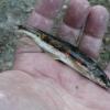 Fantail Darters in Southern Indiana? - last post by Mike