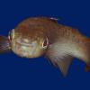 Threespine Stickleback (G. aculeatus) - last post by swampfish